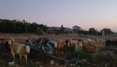 أبقار تُعزى لإسرائيل في جنوب لبنان وتحذيرات من الاقتراب منها