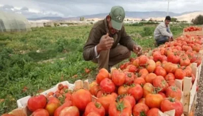 نمو الصادرات الزراعية إلى 5.8 مليون طن يدل على الثقة العالمية.