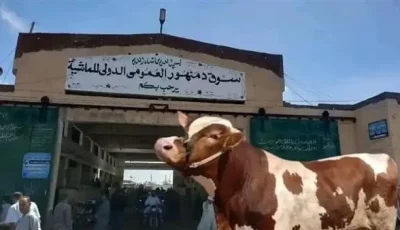 افتتاح سوق دمنهور للمواشي في الوقت المحدد بعد احتجاز المستأجر بتهمة تزوير ضمان مالي