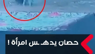 حادثة غريبة: خيل يدهس امرأة في النجف