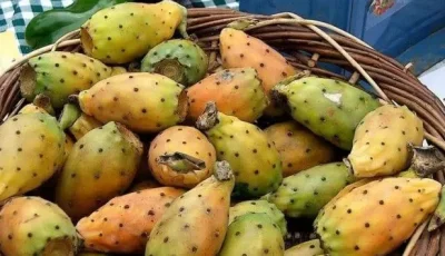 بلا جهد.. 3 خطوات بسيطة وسريعة لتهيئة التين الشوكي في المنزل