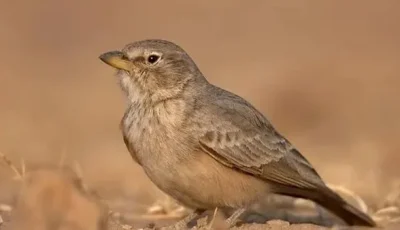 الرسول يعلّم الصحابة الرحمة من خلال طائر الحمرة.