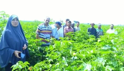 زراعة الشرقية تنظم يوماً ميدانياً لتعزيز إنتاجية القطن المزروع مع البصل في أبوحماد