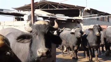 العراق يتخذ خطوات سريعة بعد قرار تركيا بإغلاق متاجر بيع الحيوانات
