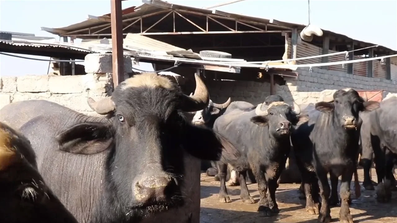 العراق يتخذ خطوات سريعة بعد قرار تركيا بإغلاق متاجر بيع الحيوانات