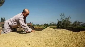 أسعار الأرز البني والأرز الأبيض في مصر بتاريخ الثلاثاء 29 يوليو 2025