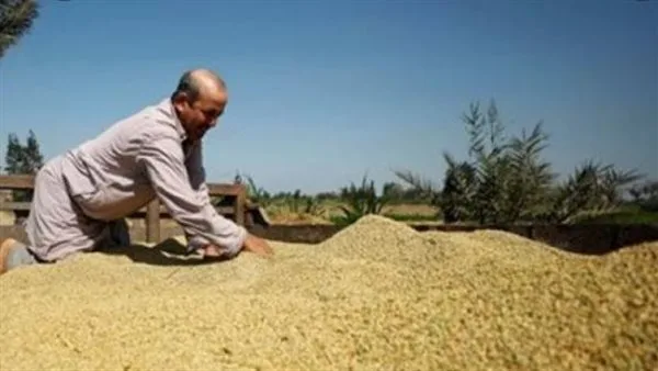 أسعار الأرز البني والأرز الأبيض في مصر بتاريخ الثلاثاء 29 يوليو 2025