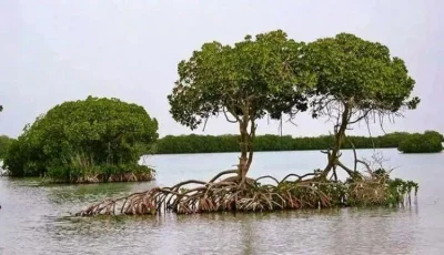 المانجروف كحماية بيئية للسواحل و مصدراً غنياً للتنوع البيولوجي