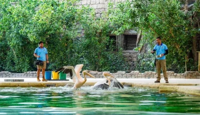 تجربة رائعة مليئة بالمغامرات وأنواع الحيوانات الفريدة.