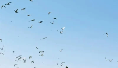 قصة مصورة – طيور الباشا