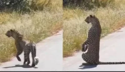 نمر يعت standing على قوائمه مثل الإنسان
