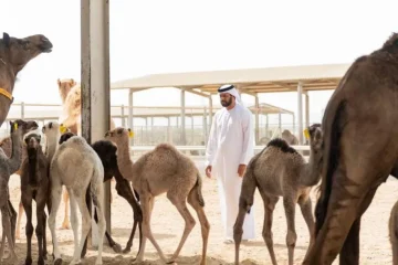 حليب الإبل: ميزات فريدة وفوائد صحية متعددة