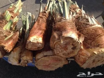 الجمار.. ثروة مكنونة في عمق النخلة